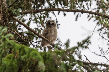 Long-eared owl owlet on a tree