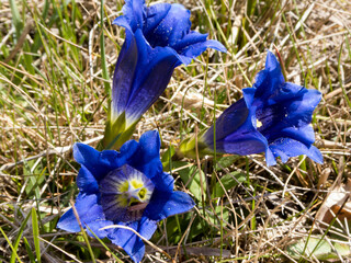 drei Blüten des echten Alpenenzian in Nahaufnahme
