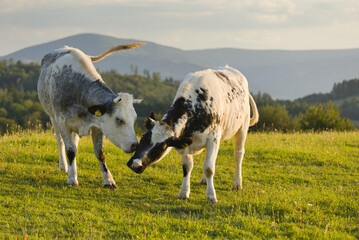 Cows in the pasture against the backdrop of mountains ,Krowy na pastwisku na tle gór © Piotr