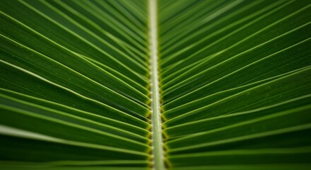 Close-Up of Vibrant Green Palm Leaf Texture