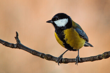 Close-up of a great tit (Parus major) sitting on a tree branch against a blurred natural background