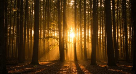 Obraz premium Golden Sunset Rays in an Autumn Forest
