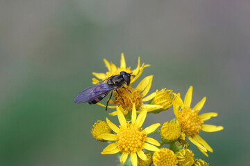 Female hoverfly, Migrant Flatbelly, Xanthandrus comtus, family Syrphidae on flowers of ragwort...