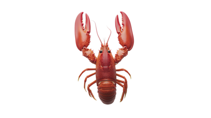 A detailed red lobster with large claws and segmented body is shown from a top view.