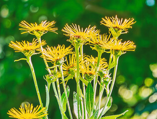 St. Kathrein am Offenegg, Styria, Austria - 09.08.2025, yellow flower in the garden