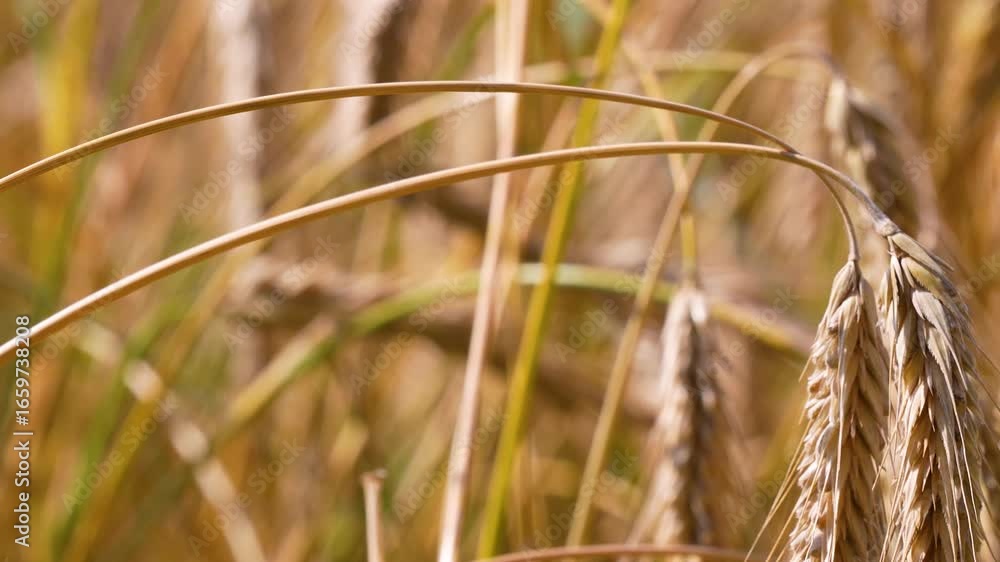 Poster detail of multiple rye ears with blurred background