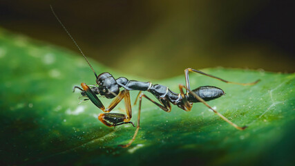 Ant mantis eating a fly on a green leaf