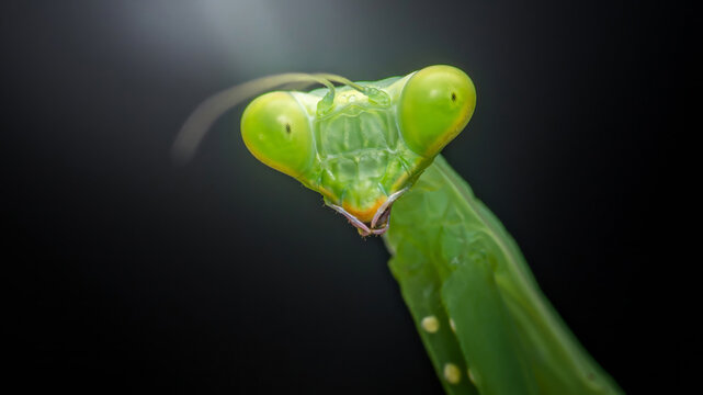 Praying mantis insect showing its green eyes on black background - Powered by Adobe