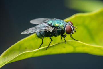 Green bottle fly standing on a bright green leaf