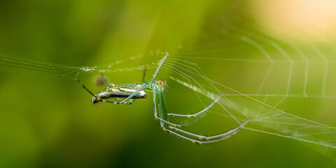 Green spider building its spiderweb on blurred green background