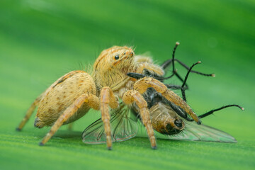 Jumping spider devouring a fly on a vibrant green leaf
