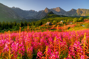 Gąsienicowa Valley at sunrise, one of the most beautiful places in Poland, a Tatra valley with flowers. The idyllic landscape of Poland.