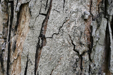 Close-up of rough tree bark with deep cracks and textured surface