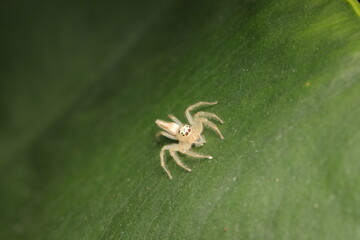 Telamonia dimidiata is a jumping spider from the family Salticidae, found in tropical rainforests of Asia. Females are light yellow with red eye rings, males are darker. 
