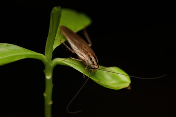 The Asian cockroach and the German cockroach (Blattella germanica) are closely resembling species within the family Blattellidae. Asian cockroaches thrive outdoors and are strong fliers,