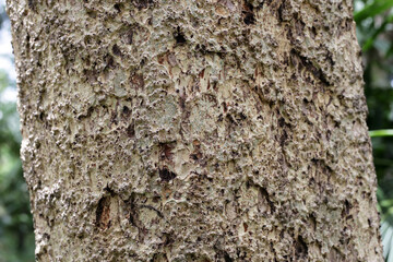 Close-up of rough tree bark with irregular texture
