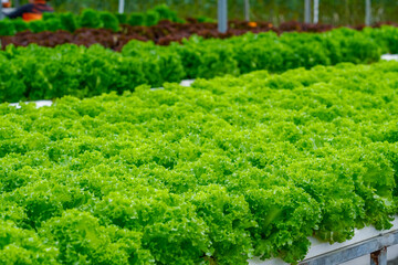 Rows of vibrant green lettuce flourish in a controlled indoor environment, showing the benefits of...