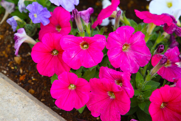 Fototapete bei efototapeten.de bestellen   