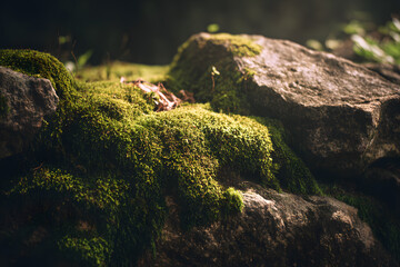 Lush Green Moss Covering Rocks in a Tranquil Natural Environment