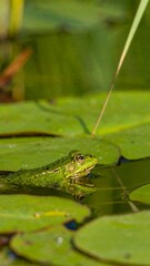 Fototapeta premium A frog resting on lily pads