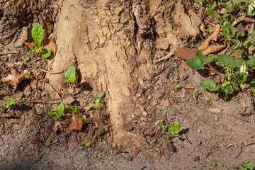 Baumstamm mit Waldboden und Baumwurzeln, Deutschöaand