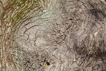 Braune Baumrinde mit Maserknollen, Borke,  Holztextur, Hintergrund, Deutschland, Europa