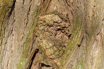 Braune Baumrinde mit Maserknollen, Borke,  Holztextur, Hintergrund, Deutschland, Europa