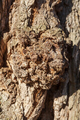 Braune Baumrinde mit Maserknollen, Borke,  Holztextur, Hintergrund, Deutschland, Europa