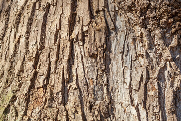 Braune Baumrinde, Borke, Holztextur, Hintergrund, Deutschland, Europa