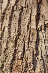 Braune Baumrinde, Borke, Holztextur, Hintergrund, Deutschland, Europa