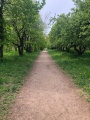 Obraz premium a road in the garden among trees and greenery 