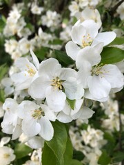 apple blossom
