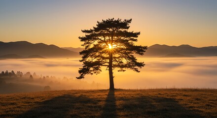 Pine tree silhouette at sunset over misty mountains