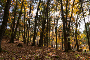 Obraz premium 日本の風景・秋 人気のリゾート地 紅葉の軽井沢