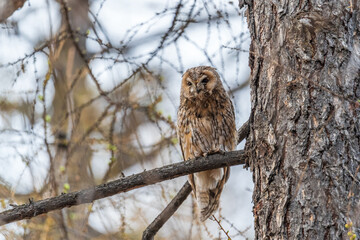 Long-eared owl (Asio otus), looking forward with wide opened eyes