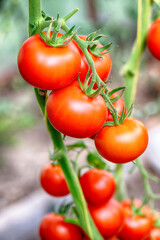 Red ripe tomatoes on a bush