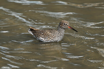 Chevalier gambette,Tringa totanus, Common Redshank