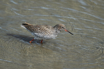 Chevalier gambette,Tringa totanus, Common Redshank