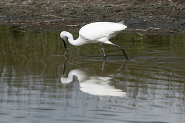 Aigrette garzette, Egretta garzetta, Little Egret,