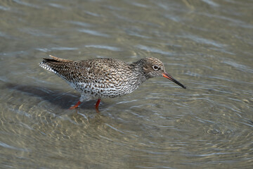 Chevalier gambette,Tringa totanus, Common Redshank