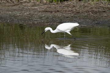 Aigrette garzette, Egretta garzetta, Little Egret,