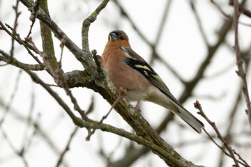 Pinson des arbres,Fringilla coelebs; Common Chaffinch