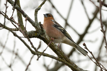 Pinson des arbres,Fringilla coelebs; Common Chaffinch