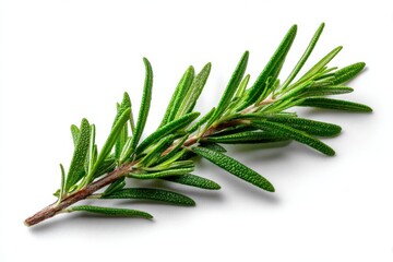 Fototapeta premium A sprig of fresh green rosemary herb with needle like leaves isolated on a clean white background surface