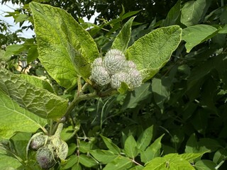 Fresh Green Leaves and Budding Flowers on a Plant in a Natural Environment