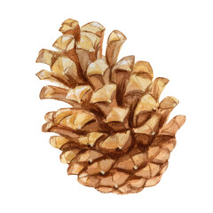 Pine cone watercolor illustration isolated on transparent background. Christmas PNG decoration, close up