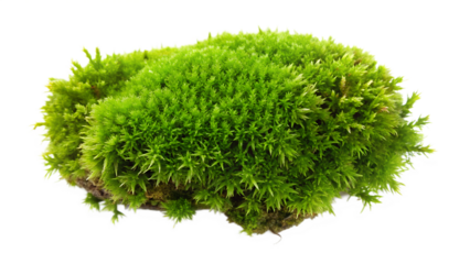 Close up of a green moss clump isolated on transparent background
