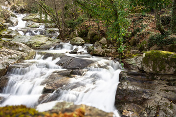Obraz premium Pure water cascading down rocks in lush forest