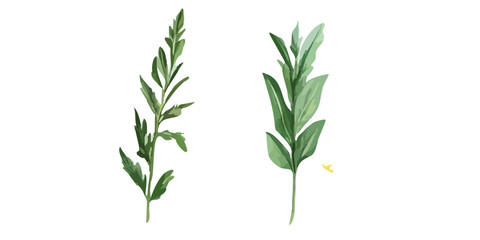 statice flower bouquet on white background. Cherry blossom flower isolated on white background	