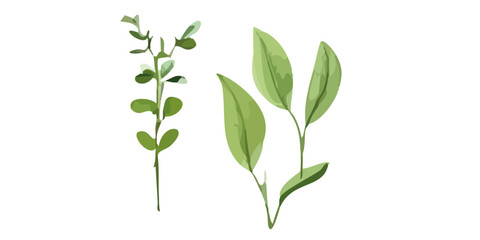 statice flower bouquet on white background. Cherry blossom flower isolated on white background	
